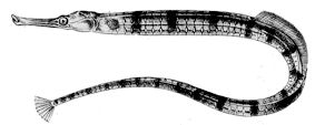 Syngnathus acus_claves